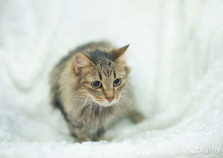 Кошка в добрые руки