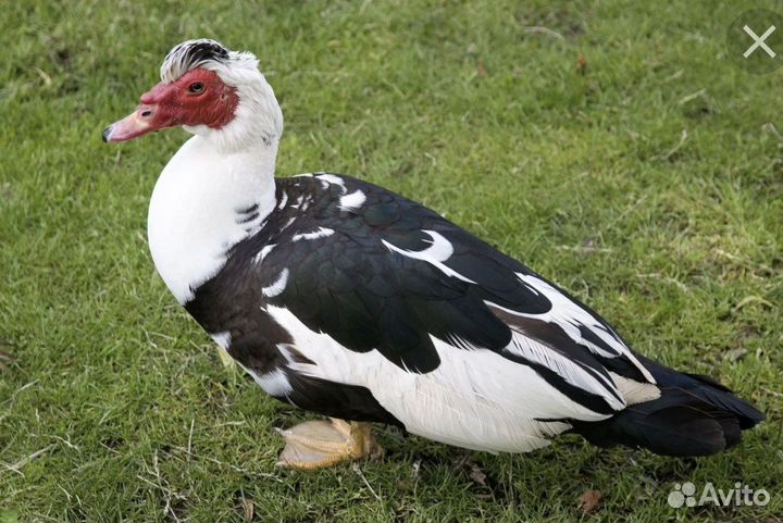 Селезни мускусные