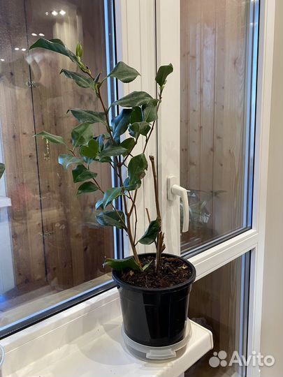 Камелия, комнатное растение