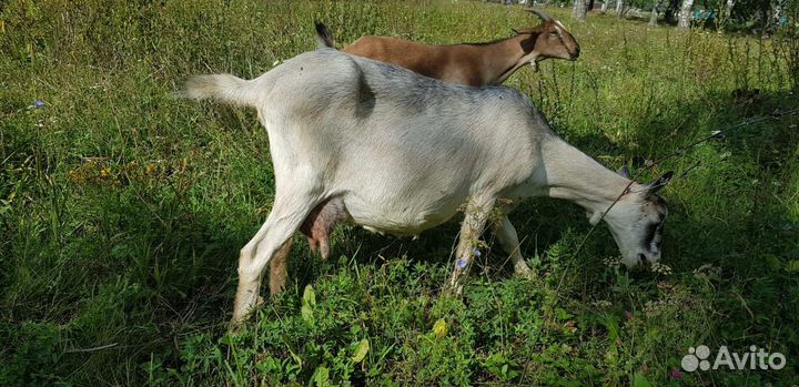 Коза альпийская и зааненская
