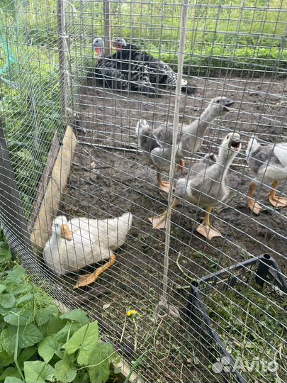 Холмогорские гусята