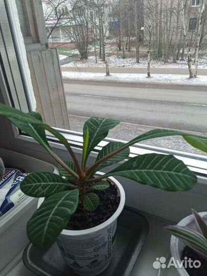 Молочай гребенчатый