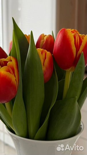 Тюльпаны к 8 марта Санкт-Петербург