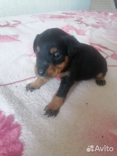 Щенки ягдтерьера