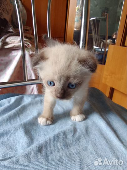 Отдам котика