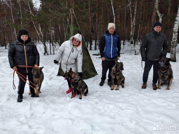 Кинолог дрессировка собак