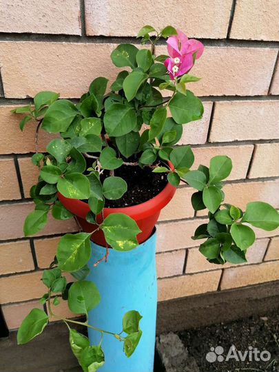 Комнатные растения