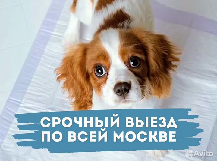 Ветеринарный врач на дом. Ветеринарная помощь