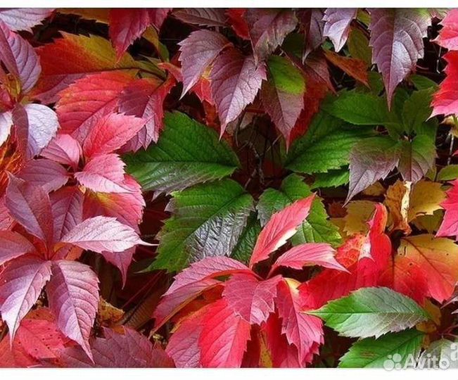 Девичий виноград Саженцы