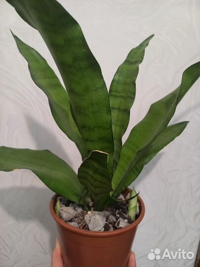 Сансевиерия муншайн