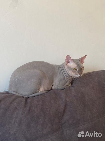 Донской сфинкс