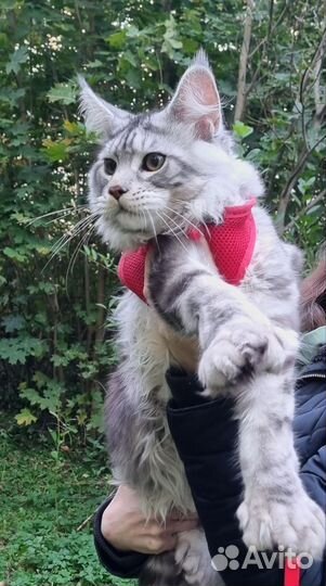 Котята мейн-кун полидакт