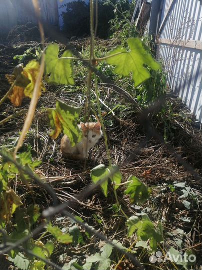 Котята отдам в добрые руки бесплатно