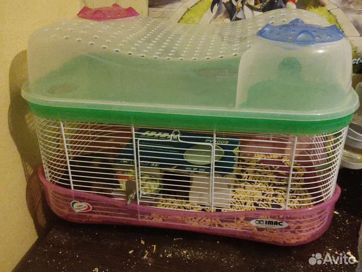 Продаю двух мышек со всей клеткой