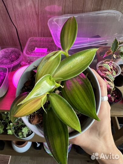 Орхидея ваниль