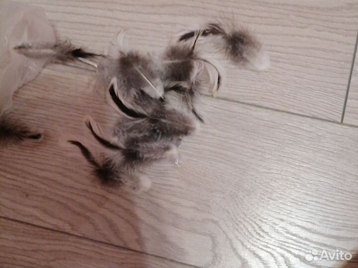 Гусиные и петушиные перья