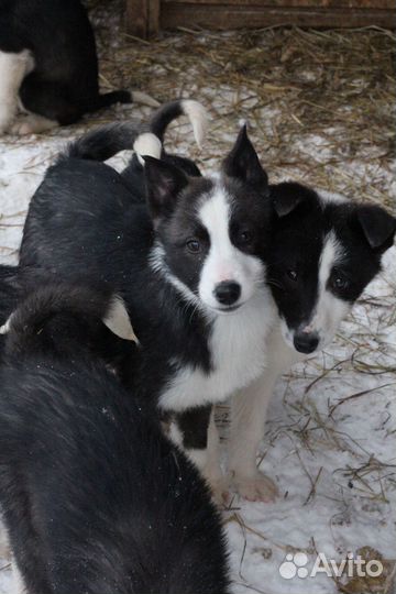 Лайка щенок