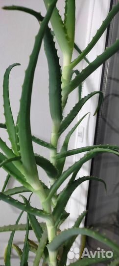 Алоэ столетник