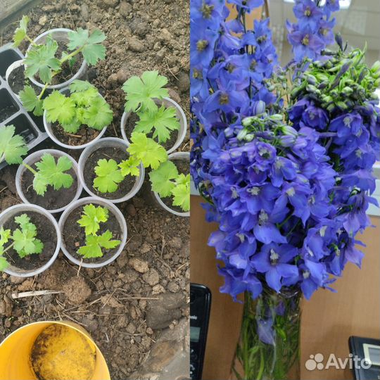 Дельфиниум(двулетка)