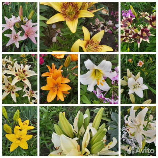 Цветы лилии