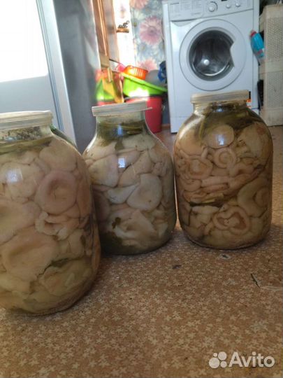 Белые грузди осталось мало