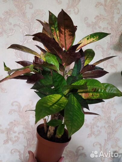 Кротон миссис айстон