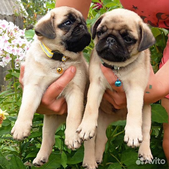 Щенки мопса, РКФ