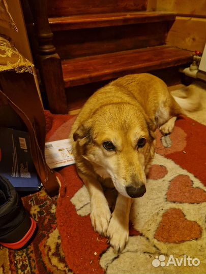 Найдена собака