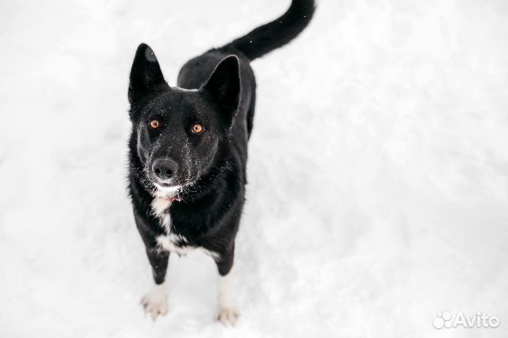 Север ищет семью