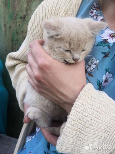 Котенок в добрые руки