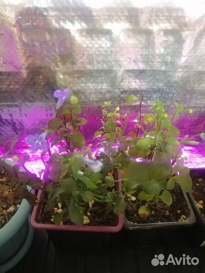 Продам, вегетативную лобелию и петунью петхоа