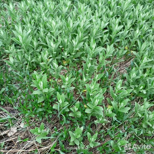 Василек многолетний