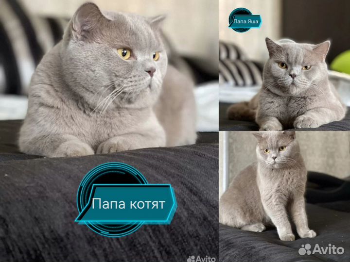 Британские котята