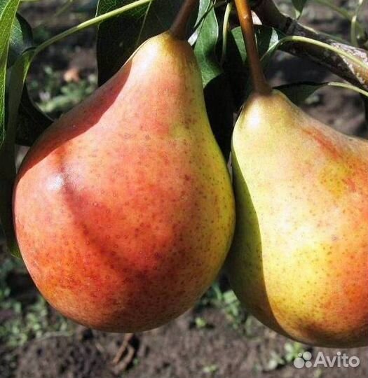Саженцы груши Июньская ранняя