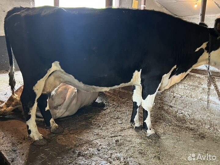 Корова на мясо