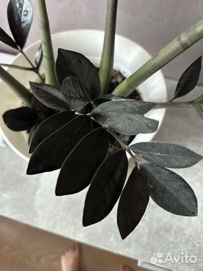 Замиокулькас черный равен