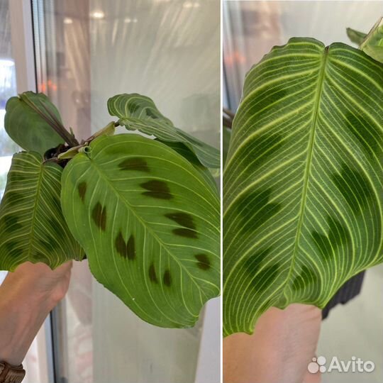 Антуриум экзота, лиметта, купера