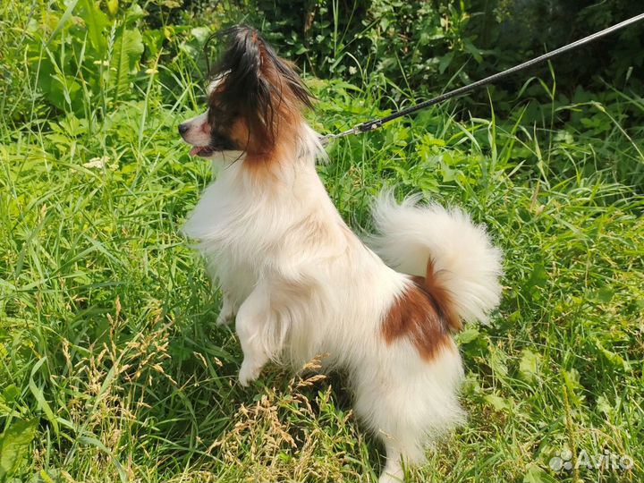 Папильон на вязку