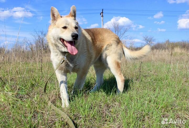 Собака Рэксон