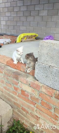 Котята ищут дом