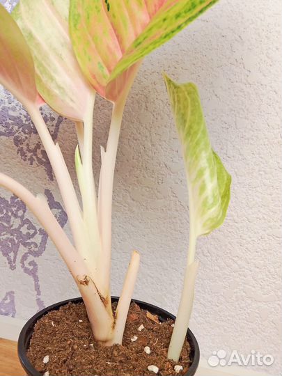 Аглаонема Гранд блоссом