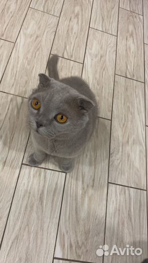 Британский вислоухий кот