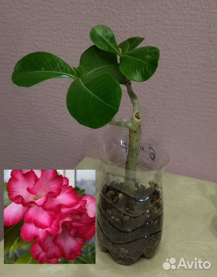 Адениумы : укорененные черенки и срезы