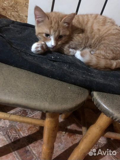 Ласковые ребята