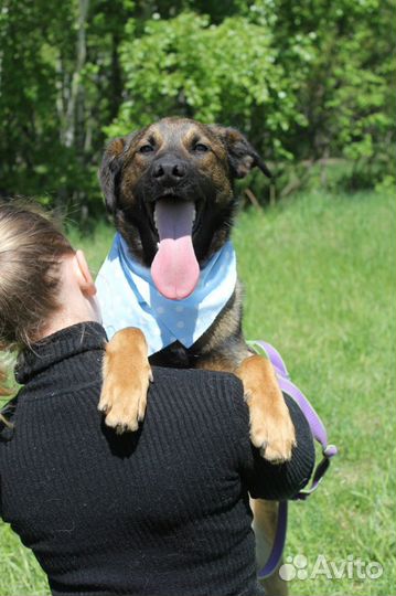 Собака в добрые руки, Дружок