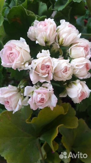 Пеларгония герань сортовая