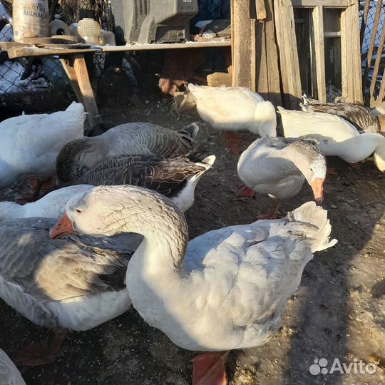 Холмогорские,Линда,крупные серые гуси