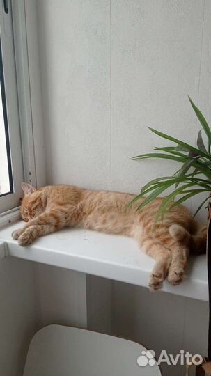 Рыжий кот