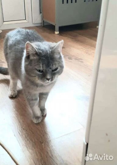 Кошечка Соня ищет дом