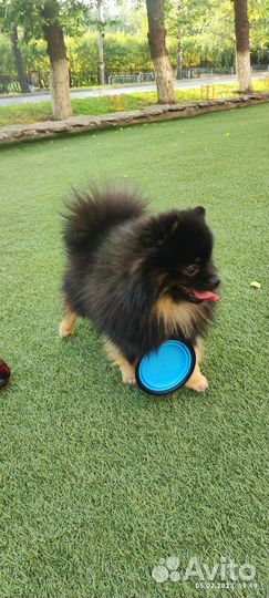 Вязка собак шпиц